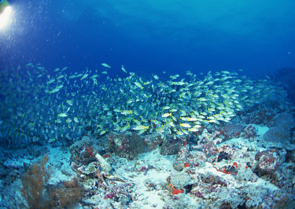 海洋生物