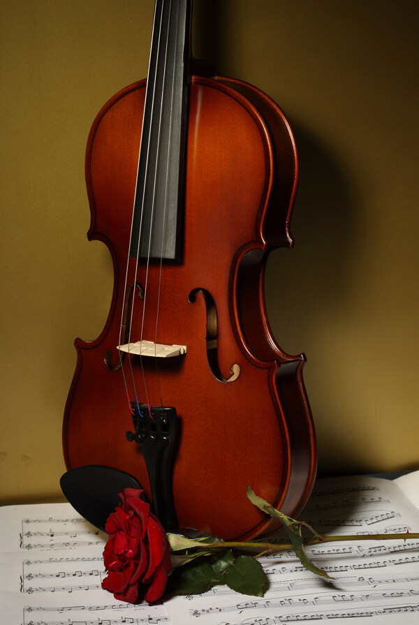 小提琴玫瑰花乐谱图片