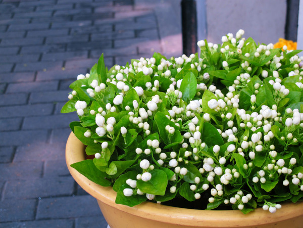 茉莉花图片