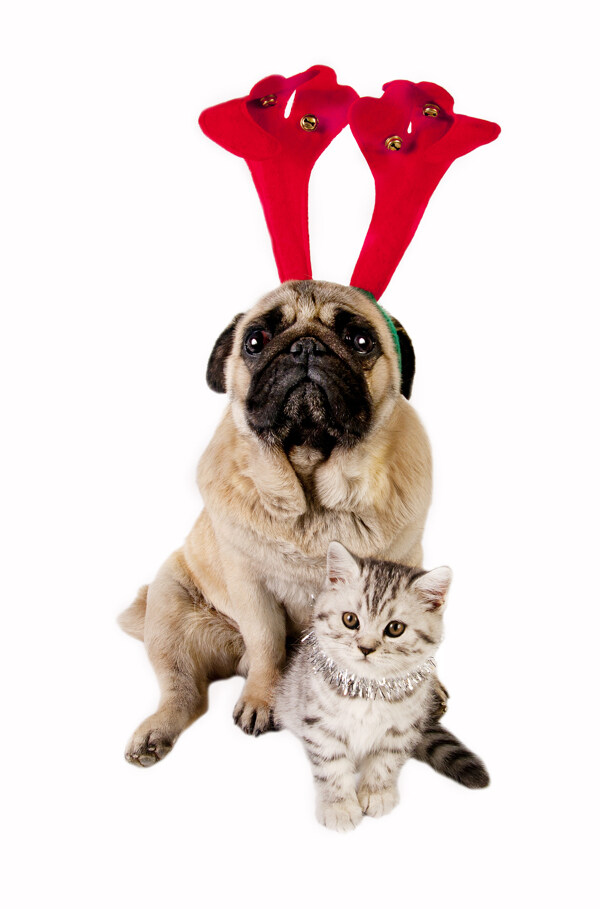 圣诞节小狗与小猫图片