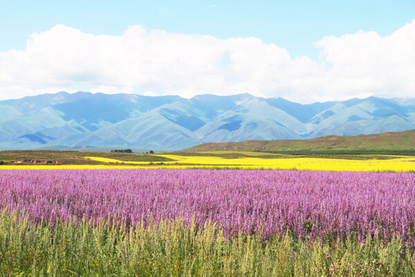 美丽花丛与山峰风光图片