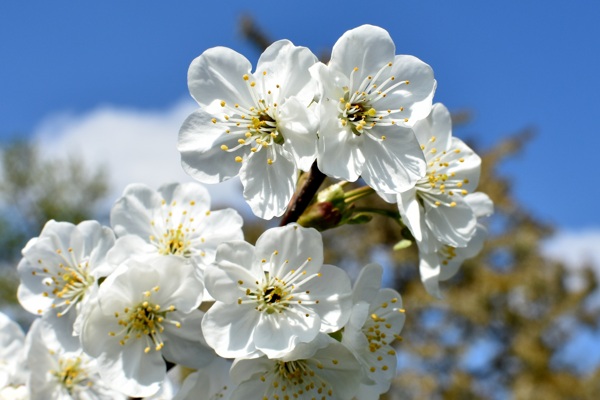 鲜花素材