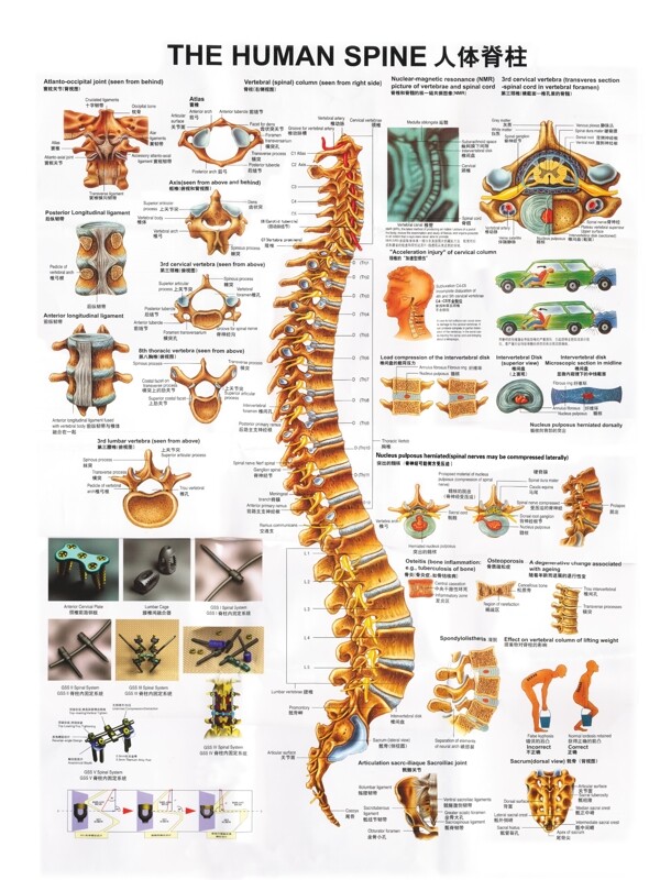 人体脊柱图图片