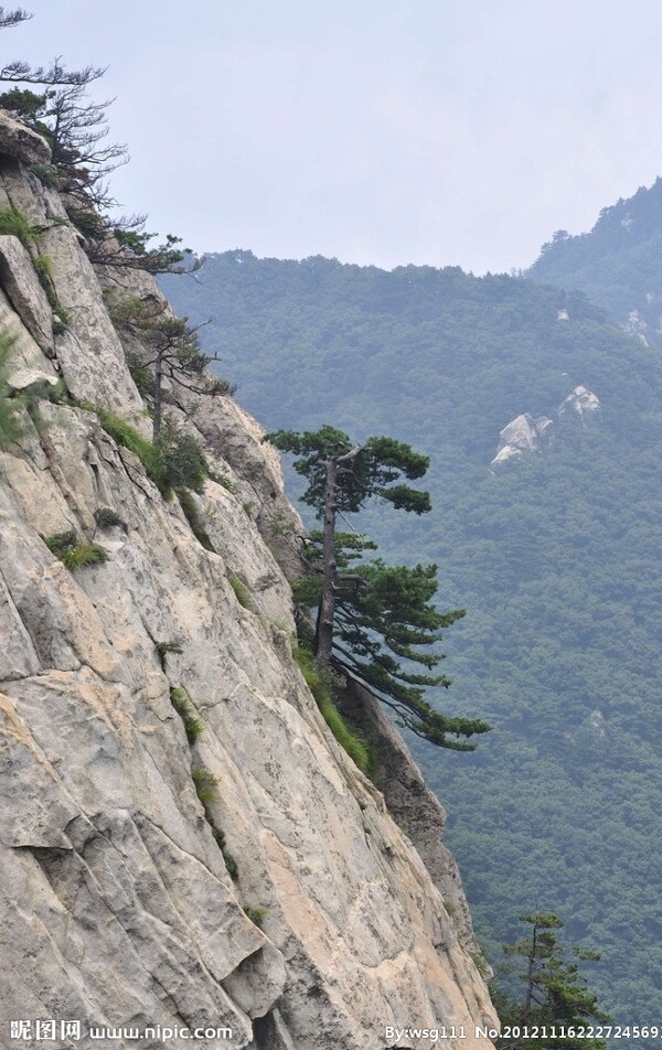 峭壁上的松树图片