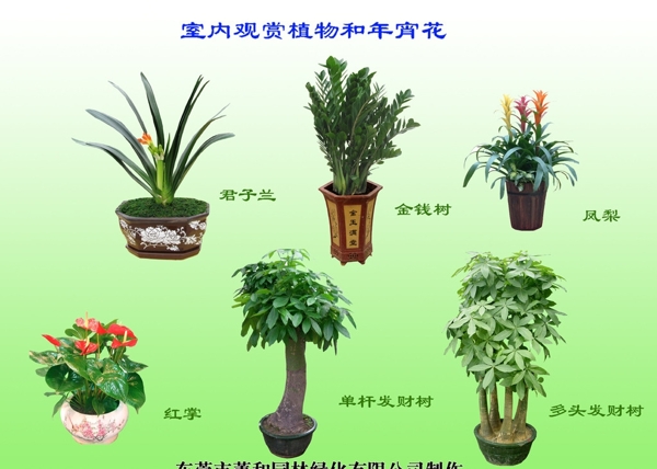 室内植物和年宵花图片