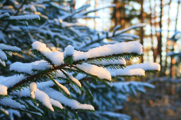 松树的树枝覆盖着雪冰