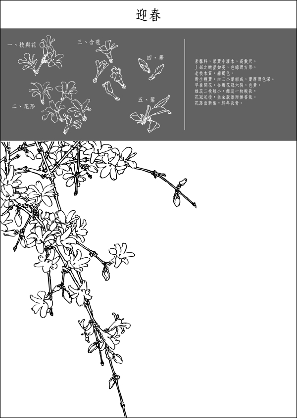 中国工笔画迎春花图片