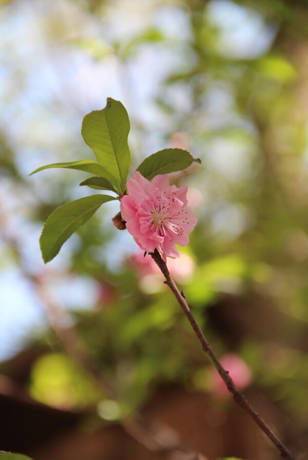 春天花开桃花图片