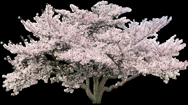 一颗樱花树png元素素材