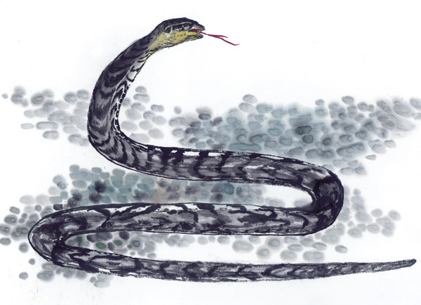 蛇生肖写意动物画国画0137