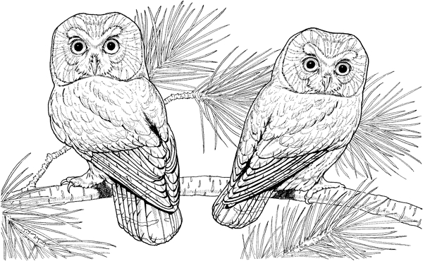 猫头鹰鸟类素描动物素描