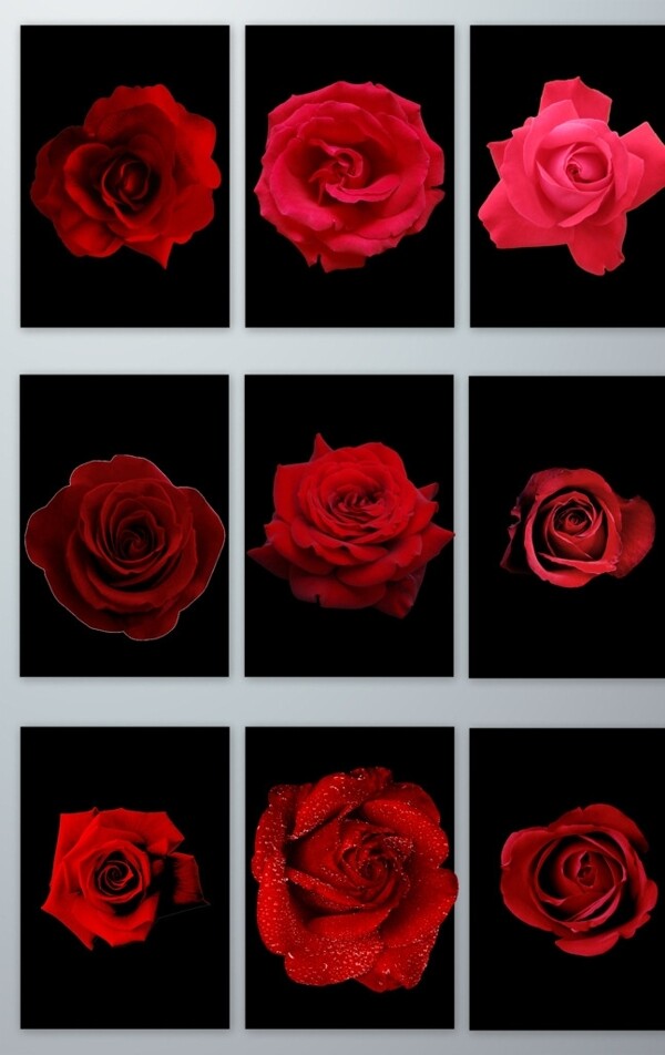 红色玫瑰花朵免扣素材