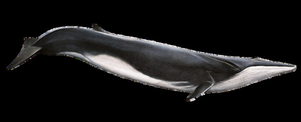 黑色尖嘴鲸鱼免抠png透明素材
