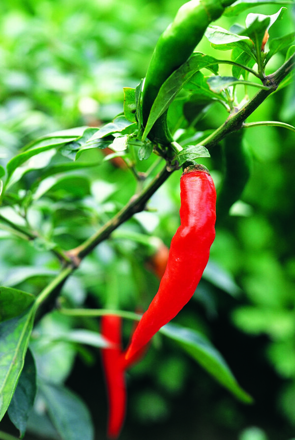 种植红辣椒图片
