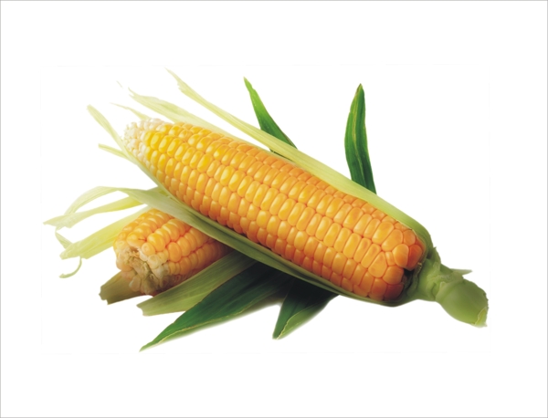 新鲜玉米图片psd素材