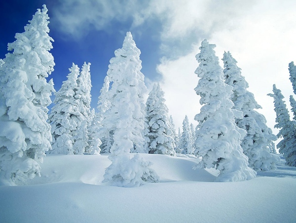 大雪压青松图片