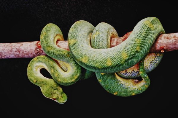 绿色蟒蛇图片