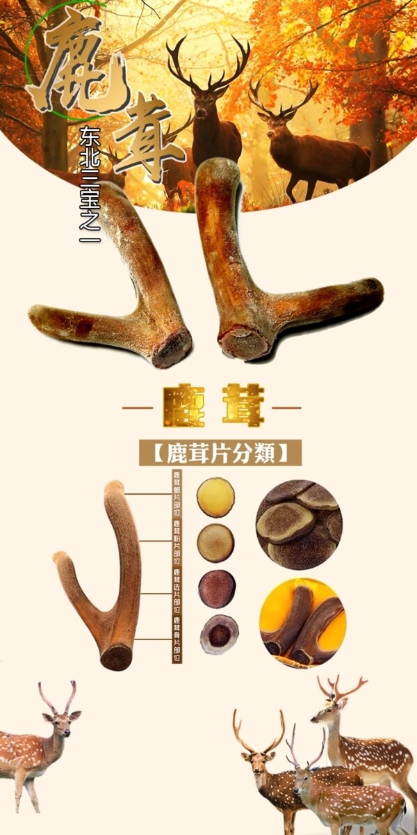 鹿茸详情描述