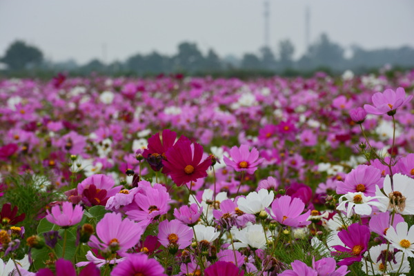 美丽的格桑花花海图片