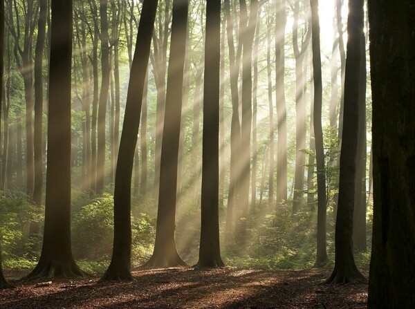 高清风景图片素材清晨的森林