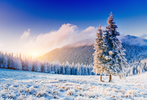 冬季雪松景观