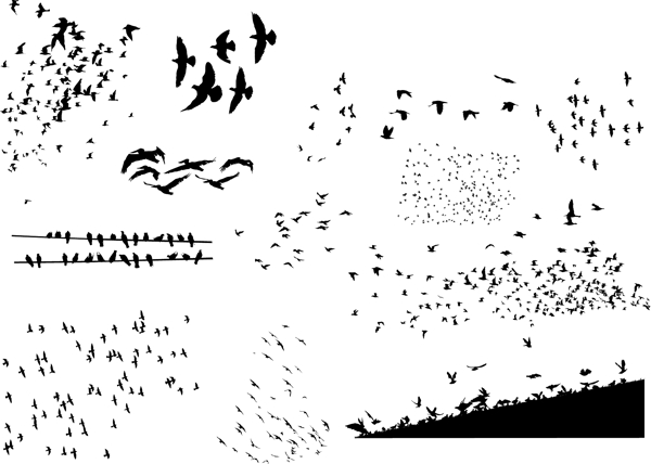 各类鸟剪影矢量图片