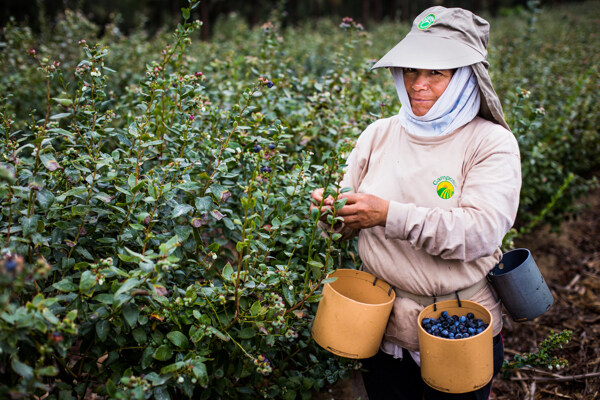 蓝莓产地秘鲁