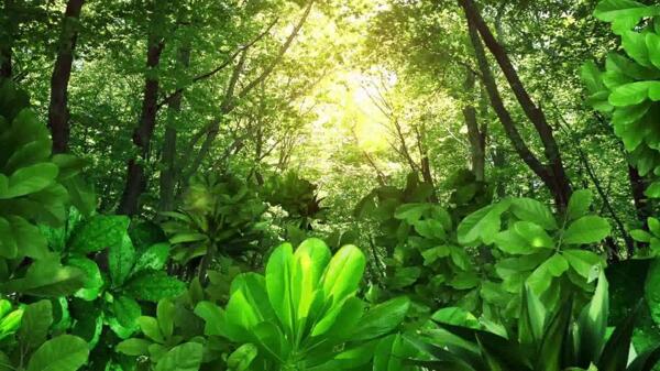 阳光突破树林唯美合成视频素材