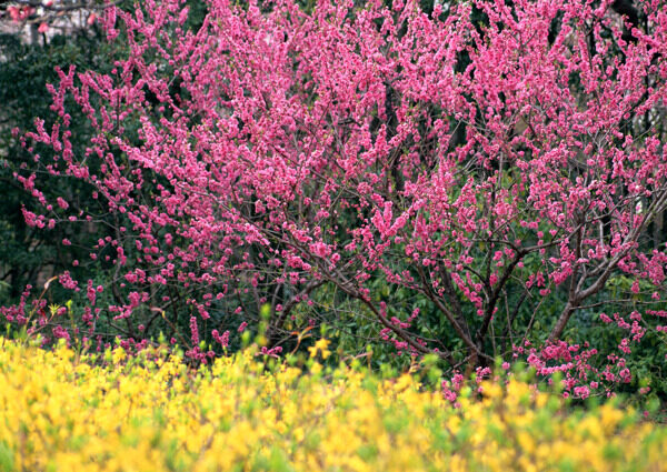 树林花朵