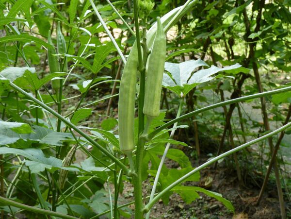 绿色秋葵植物图片