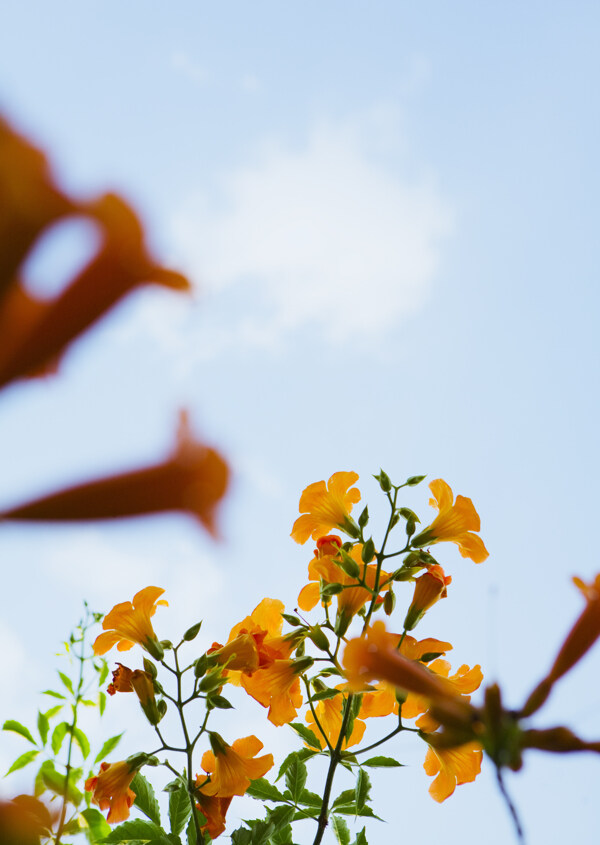 高清图库素材阳光鲜花