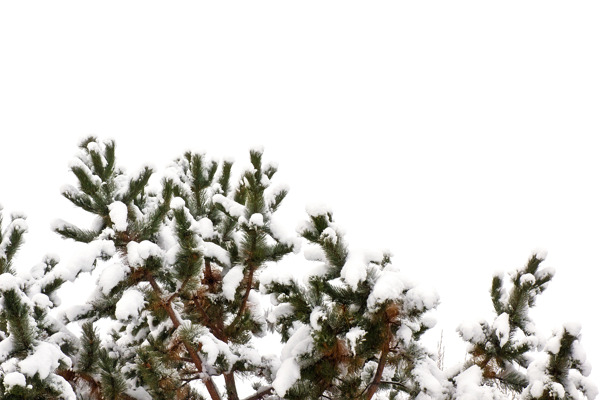 树上覆盖着雪的背景