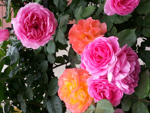 五颜六色的野玫瑰花