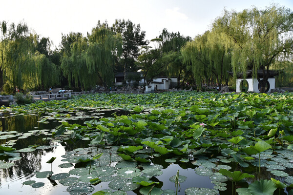 北京陶然亭风景