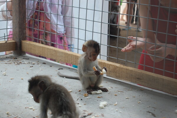小猴子动物园动物园小猴子