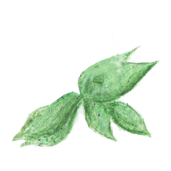 水粉画一片绿叶免抠图