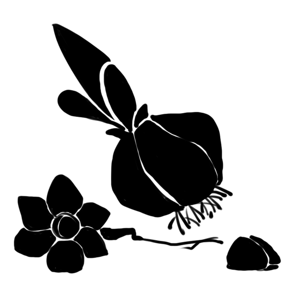黑色植物花卉插画
