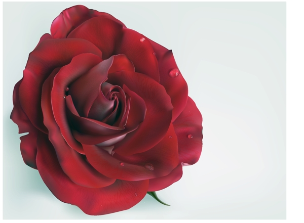 鲜艳生动的红玫瑰与矢量素材