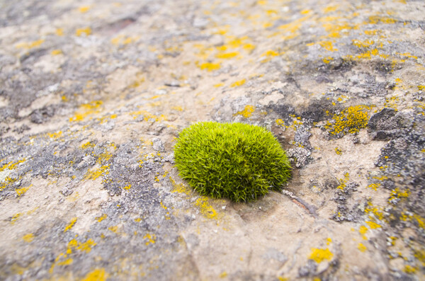 岩石上的苔藓