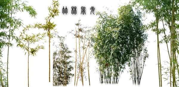 竹林风光图片