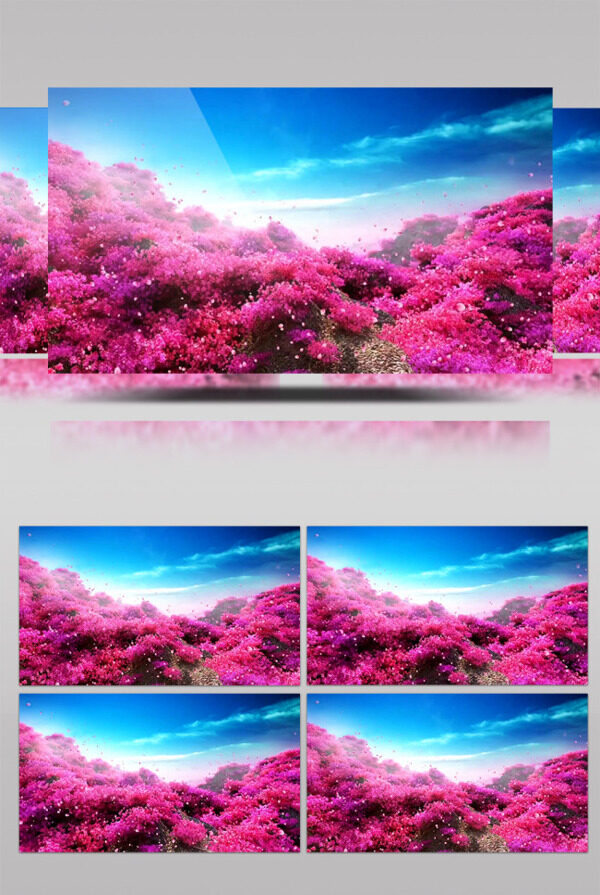 粉色花海动态视频素材