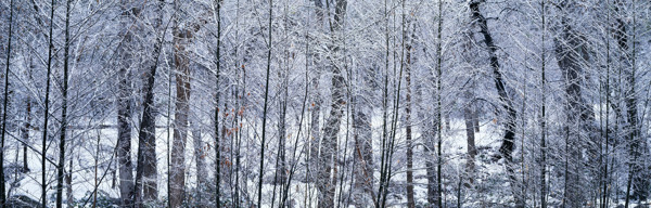 冬天雪景