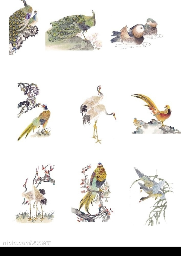 国画鸟类系列图片