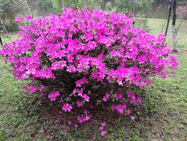 山茶花粉色花