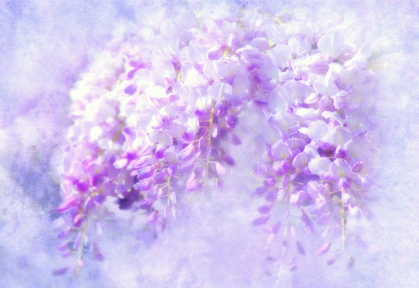 紫色紫藤花图片