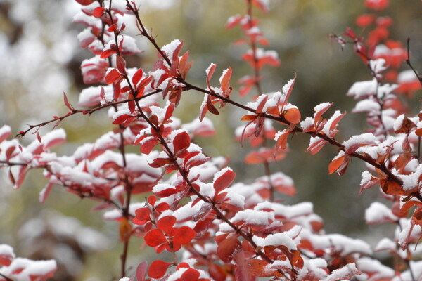 红叶初雪