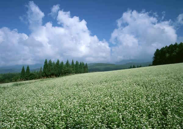 田园风景图片