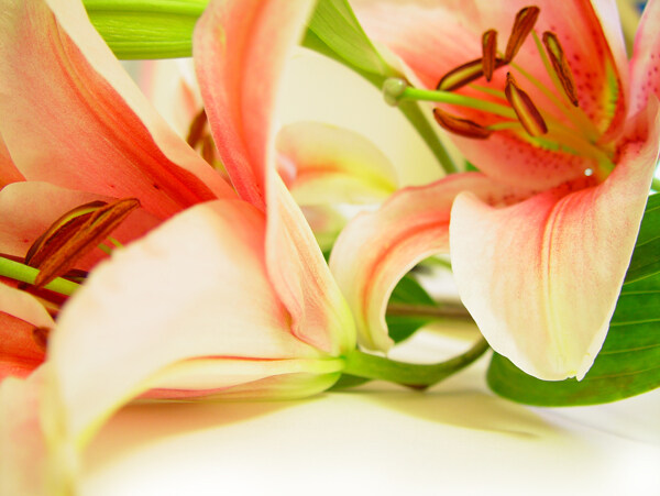 美丽葵百合花朵图片