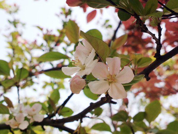 小花图片