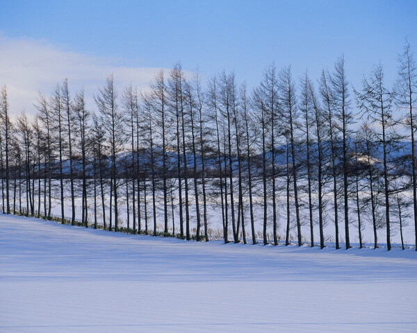 冬天雪景雪景大雪